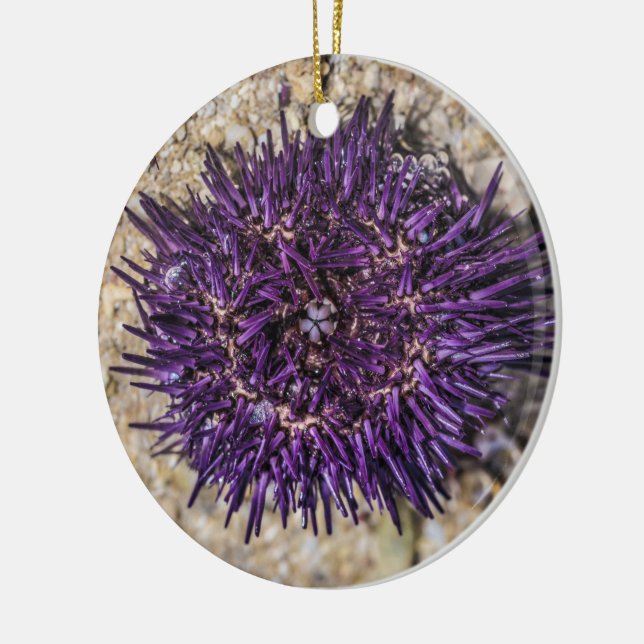 Sea Urchin Ocean Beach Holiday Summer Souvenir Ceramic Ornament (Left)
