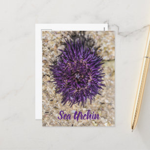 Sea Urchin Ocean Beach Holiday Summer Souvenir Postcard