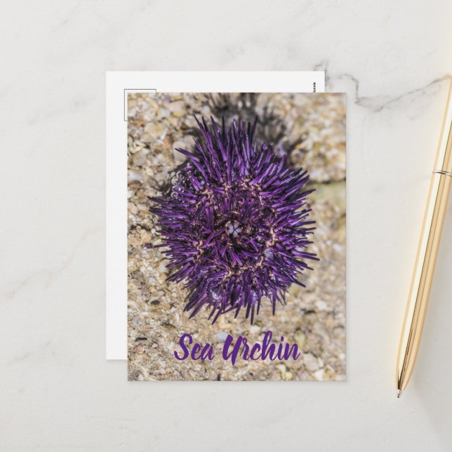 Sea Urchin Ocean Beach Holiday Summer Souvenir Postcard (Front/Back In Situ)