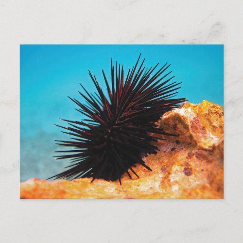 Sea urchin postcard