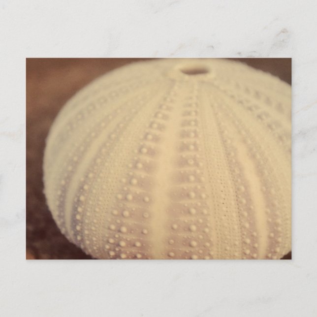 Sea Urchin Postcard (Front)