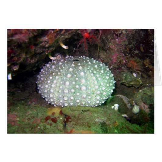 Sea Urchin Shell (Front Horizontal)