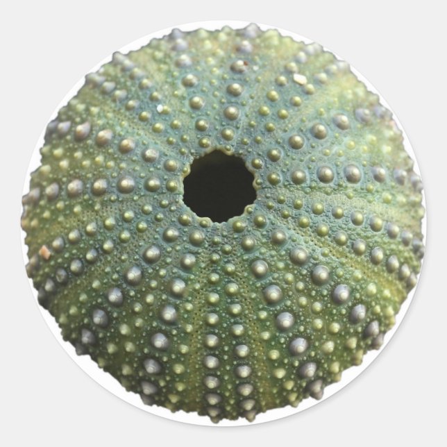 Sea Urchin Shell Classic Round Sticker (Front)