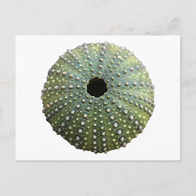 Sea Urchin Shell Postcard (Front)