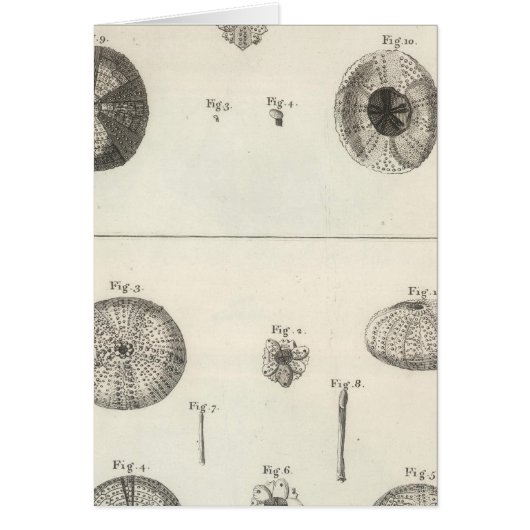 Sea Urchins Cards (Front)