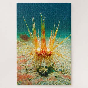 Sea Urchins Jigsaw Puzzle