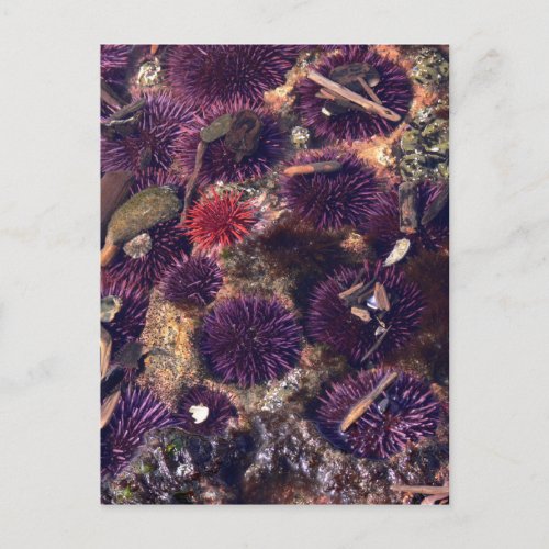Sea Urchins Postcard