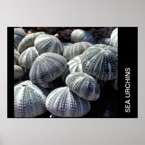SEA URCHINS POSTER