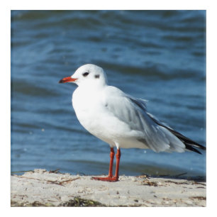 sea, water, seagull, bird, travel, blue, sky, acrylic print