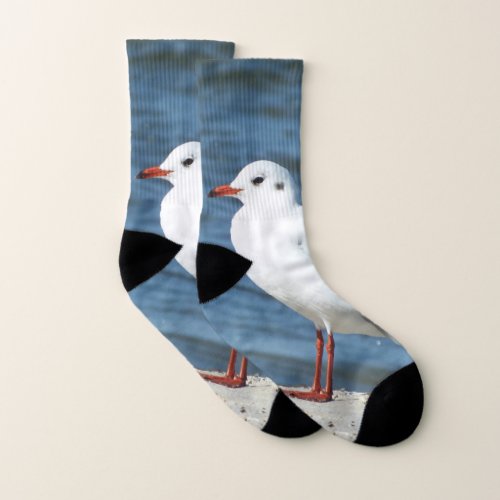 sea water seagull bird travel blue sky socks