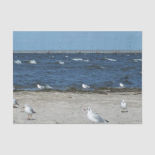 sea, water, seagull, bird, travel, blue, sky, tissue paper