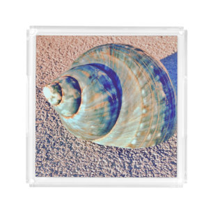 Sea Welk Seashell Acrylic Tray