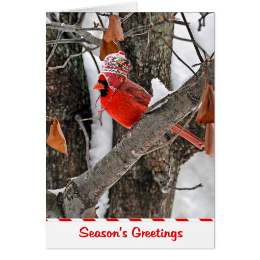 Seaason's Greetings Cardinal Cards (Front)