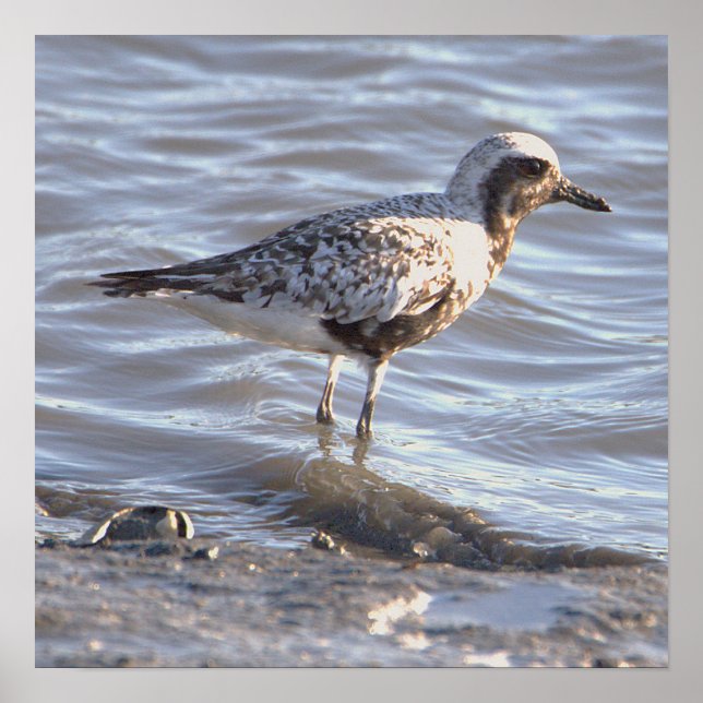Seabird in Ocean Photo Poster  (Front)