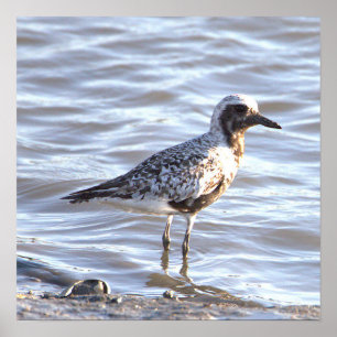Seabird in Ocean Photo Poster