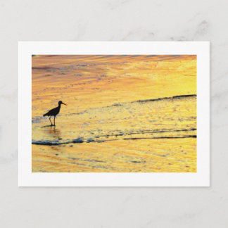 Seabird out to see the sunrise postcard