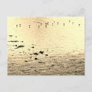 Seabirds in Sepia Postcard
