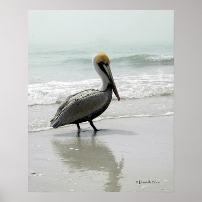 SeaFog Pelican Poster (Front)