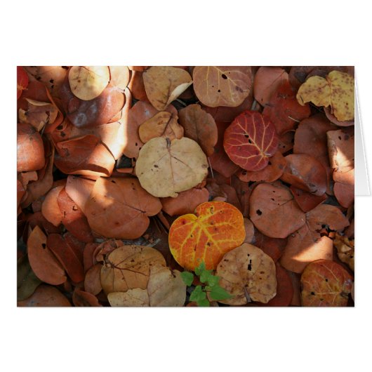 Seagrape Still Life Cards (Front Horizontal)