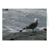 seagull (Front Horizontal)