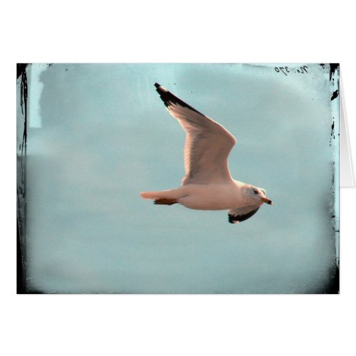 Seagull