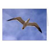 Seagull (Front Horizontal)