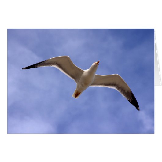 Seagull (Front Horizontal)