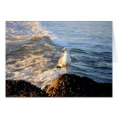 Seagull (Front Horizontal)