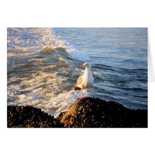 Seagull (Front Horizontal)