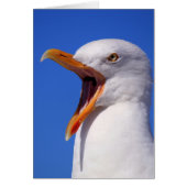 Seagull (Front)