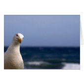 Seagull (Front Horizontal)