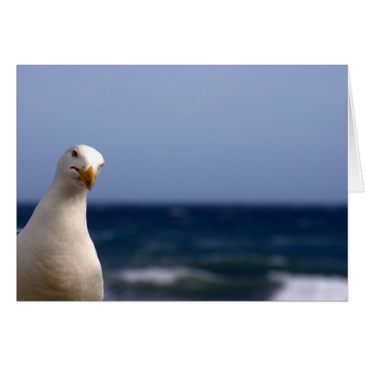Seagull (Front Horizontal)