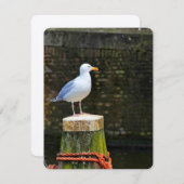 Seagull (Front/Back)