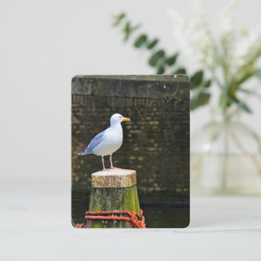 Seagull (Standing Front)