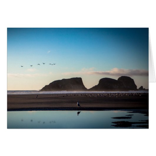 seagull (Front Horizontal)