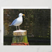 Seagull (Front/Back)