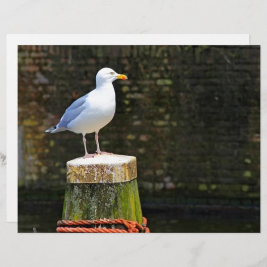 Seagull (Front/Back)