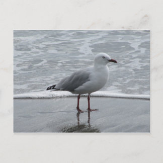 Seagull 2 postcard