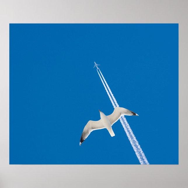Seagull and airplane poster (Front)