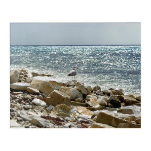 Seagull and sea acrylic print