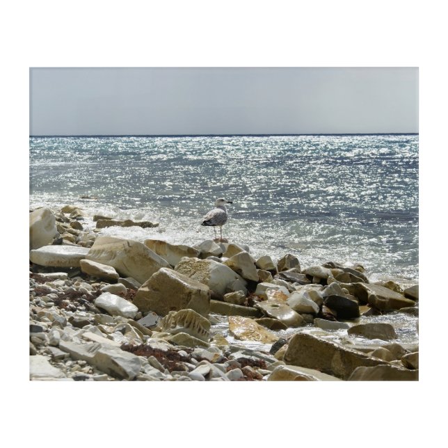 Seagull and sea acrylic print (Front)