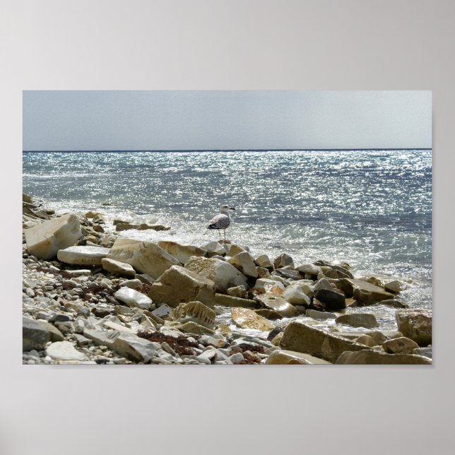 Seagull and sea poster (Front)