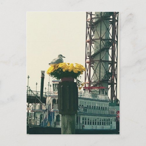 Seagull at Erie Pa Docks Greeting Card
