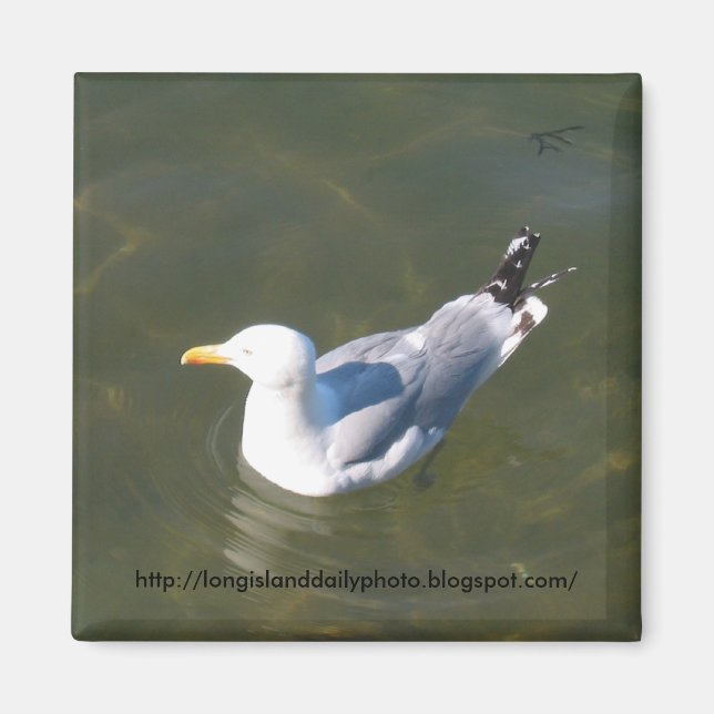 Seagull at Gosmans Dock in Montauk Magnet (Front)