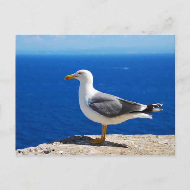Seagull at the Beach Postcard (Front)