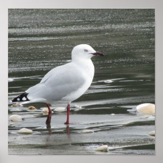 Seagull at the Beach Poster