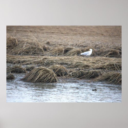 Seagull at the Refuge Poster