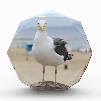 Seagull Award