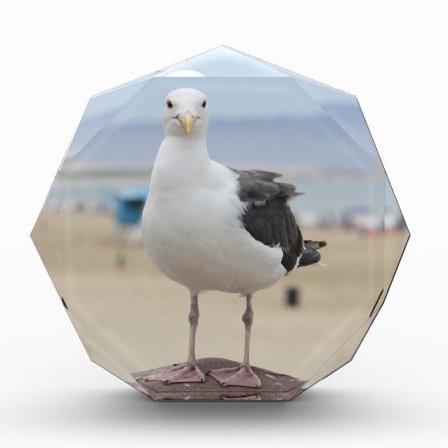 Seagull Award (Front)