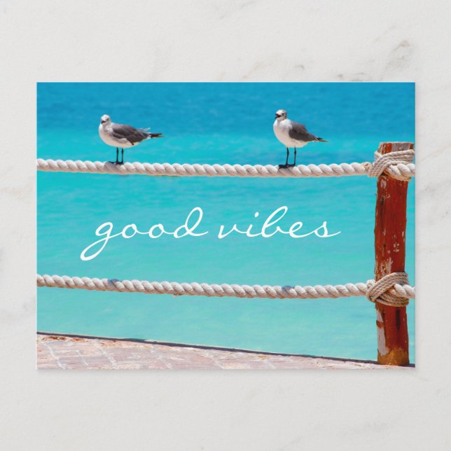 Seagull beach birds photo good vibes script quote postcard (Front)